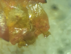 Elasmostethus atricornis