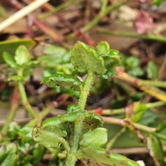 Gonocarpus teucrioides