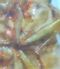 Elasmostethus atricornis