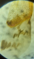 Elasmostethus atricornis