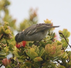 Chlorodrepanis flava