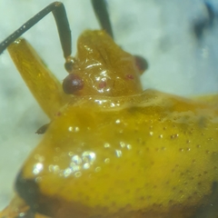 Elasmostethus atricornis