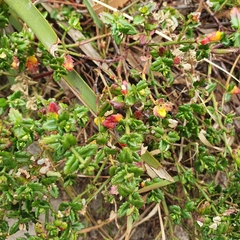 Gonocarpus teucrioides