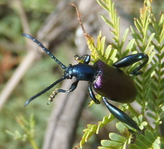 Sagra bicolor