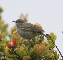 Chlorodrepanis flava
