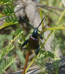 Sagra bicolor
