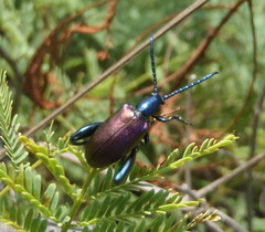 Sagra bicolor