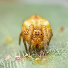 Araneus acuminatus