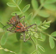 Pseudophonoctonus paludatus