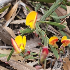 Bossiaea ensata