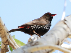 Emblema pictum