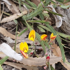 Bossiaea ensata