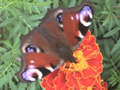 Aglais io