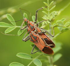 Pseudophonoctonus paludatus