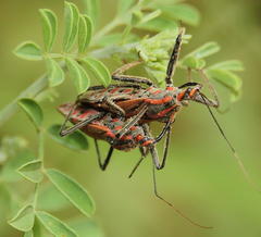 Pseudophonoctonus paludatus