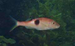 Parupeneus pleurostigma