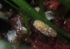 Thordisa bimaculata