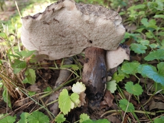 Tylopilus alboater