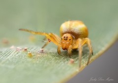 Araneus acuminatus