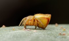 Araneus acuminatus