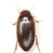 Copelatus distinctus - Photo (c) Mike Quinn, Austin, TX, some rights reserved (CC BY-NC), uploaded by Mike Quinn, Austin, TX