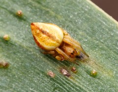 Araneus acuminatus