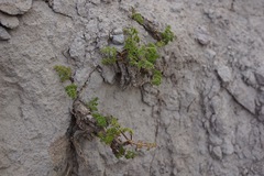 Cymopterus terebinthinus californicus