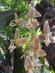 Stanhopea oculata
