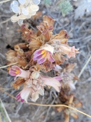 Aphyllon multiflorum