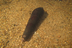 Stenomelania aspirans