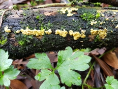 Trichoderma victoriense