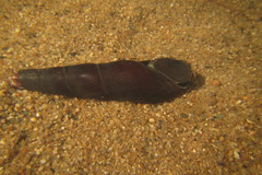 Stenomelania aspirans