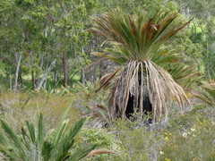 Macrozamia fraseri
