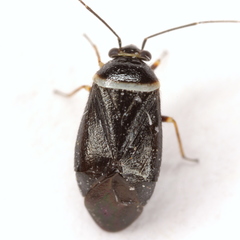 Scalponotatus albibasis