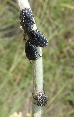 Oxythyrea testaceoguttata