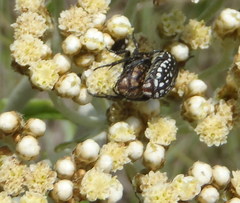 Oxythyrea testaceoguttata