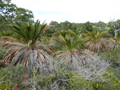 Macrozamia fraseri
