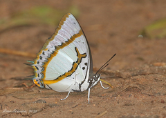 Polyura eudamippus