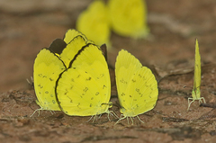 Eurema simulatrix