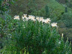 Protea aurea aurea
