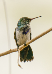 Chrysuronia coeruleogularis