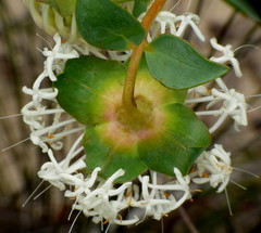 Pimelea floribunda