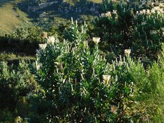Protea aurea aurea