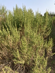 Baccharis pilularis consanguinea