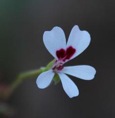 Pelargonium patulum patulum