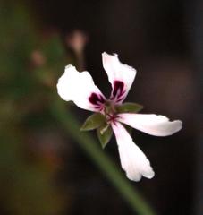 Pelargonium patulum patulum