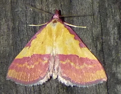 Phytometra rhodarialis