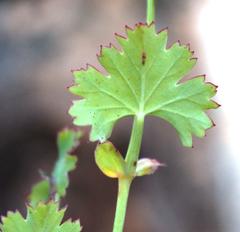 Pelargonium patulum patulum