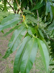 Prunus persica