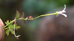 Pelargonium patulum patulum